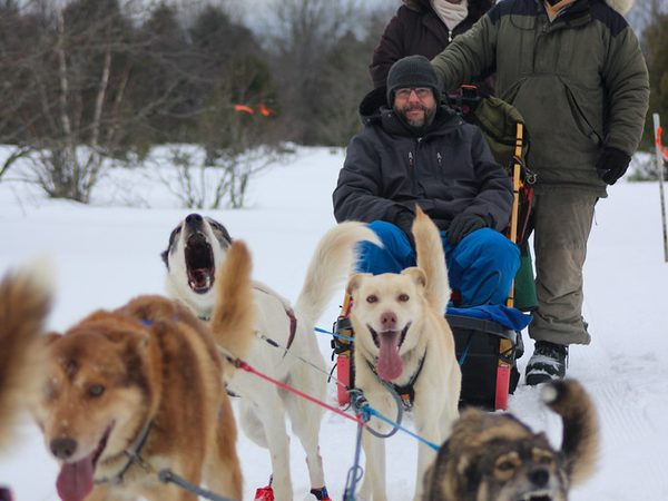 雪原を走る犬ぞりとハスキー犬たち